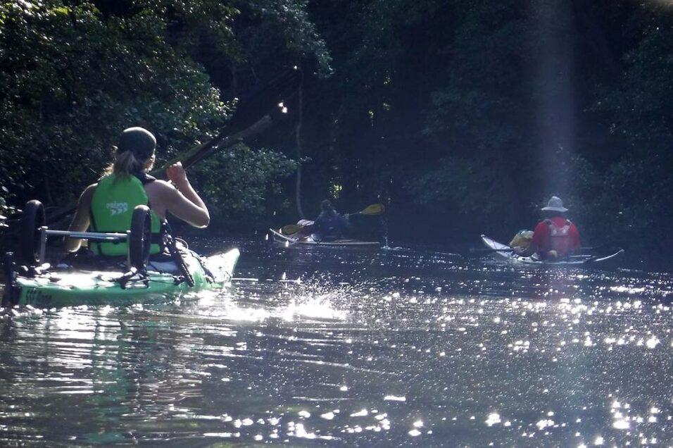 Klickende Kajakfahrer paddeln auf einem glitzernden Gew&auml;sser in einem bewaldeten Umfeld.