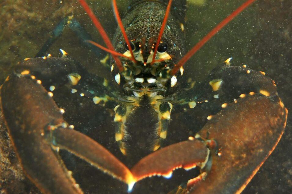 Nahaufnahme eines Hummers mit auff&auml;lligen Antennen und gro&szlig;en Scheren, umgeben von Wasserpflanzen.
