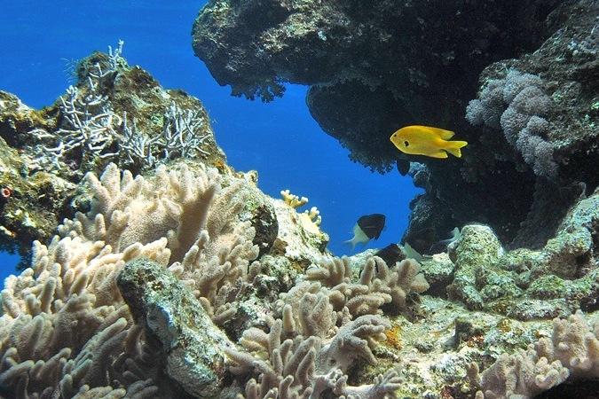 Korallenriff unter Wasser mit verschiedenen Korallen und bunten Fischen, darunter ein gelber Fisch im Vordergrund.