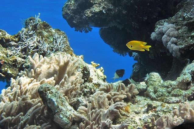 Korallenriff unter Wasser mit verschiedenen Korallen und bunten Fischen, darunter ein gelber Fisch im Vordergrund.