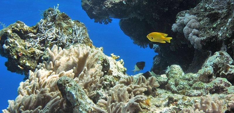 Korallenriff unter Wasser mit verschiedenen Korallen und bunten Fischen, darunter ein gelber Fisch im Vordergrund.