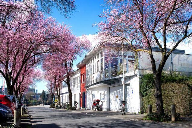 Bl&uuml;hende Kirschb&auml;ume s&auml;umen eine Stra&szlig;e mit einem modernen Geb&auml;ude und Fahrr&auml;dern im Vordergrund.